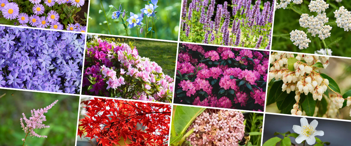 Where Your Home Grows