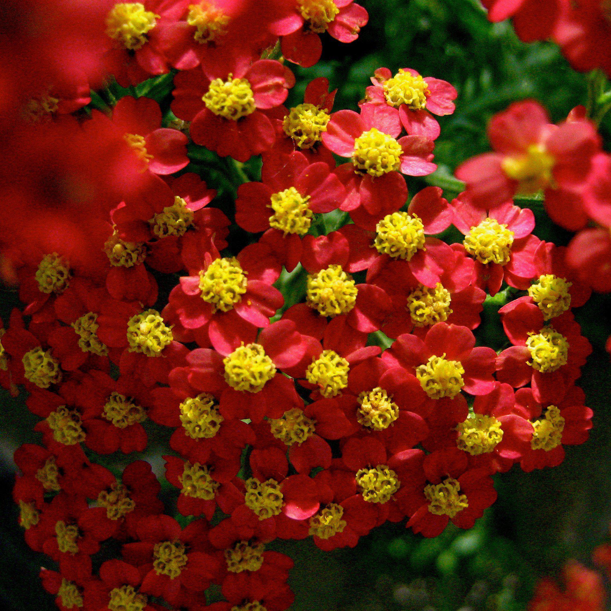 Yarrow, Strawberry Seduction Yarrow - Image 2