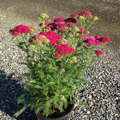 Yarrow, Strawberry Seduction Yarrow - Image 3