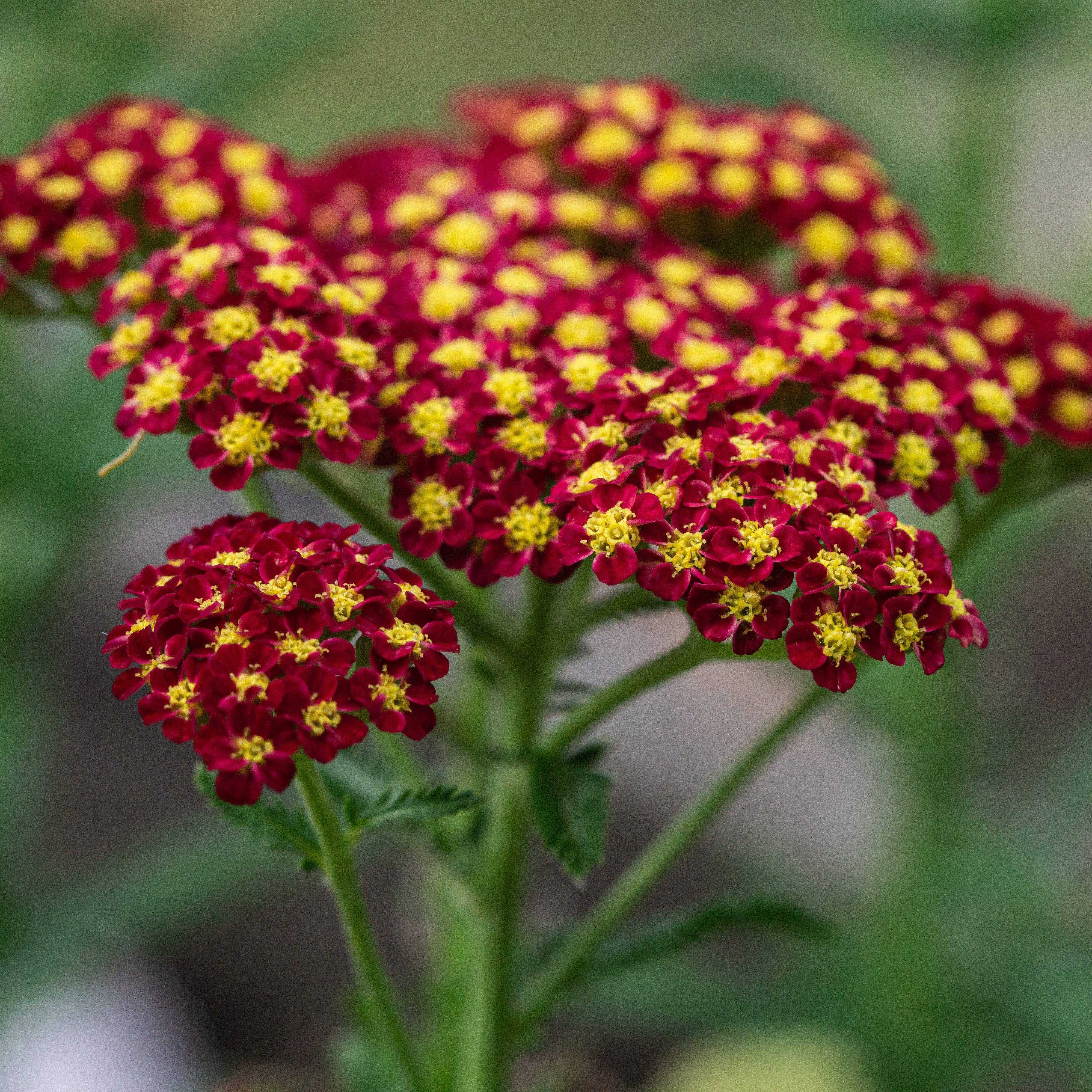 Yarrow, Strawberry Seduction Yarrow - Image 4