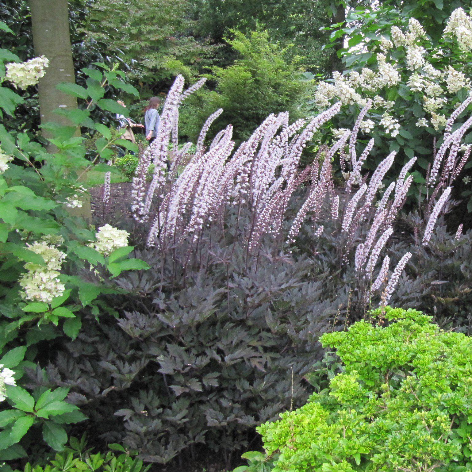 Cohosh, Brunette Bugbane