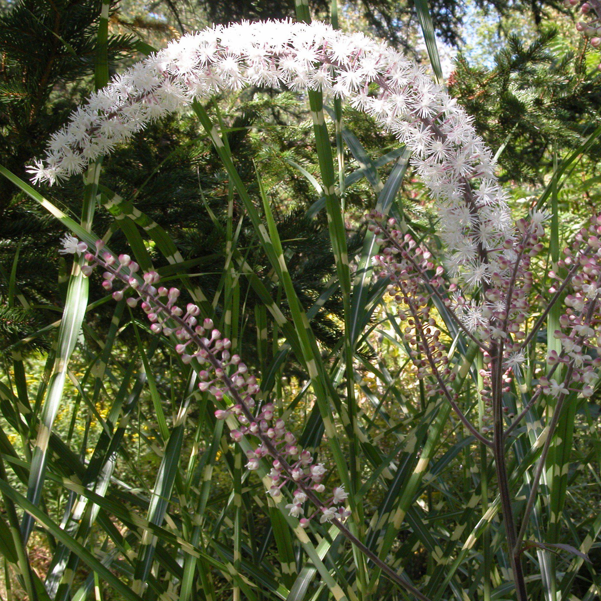 Cohosh, Brunette Bugbane - Image 2