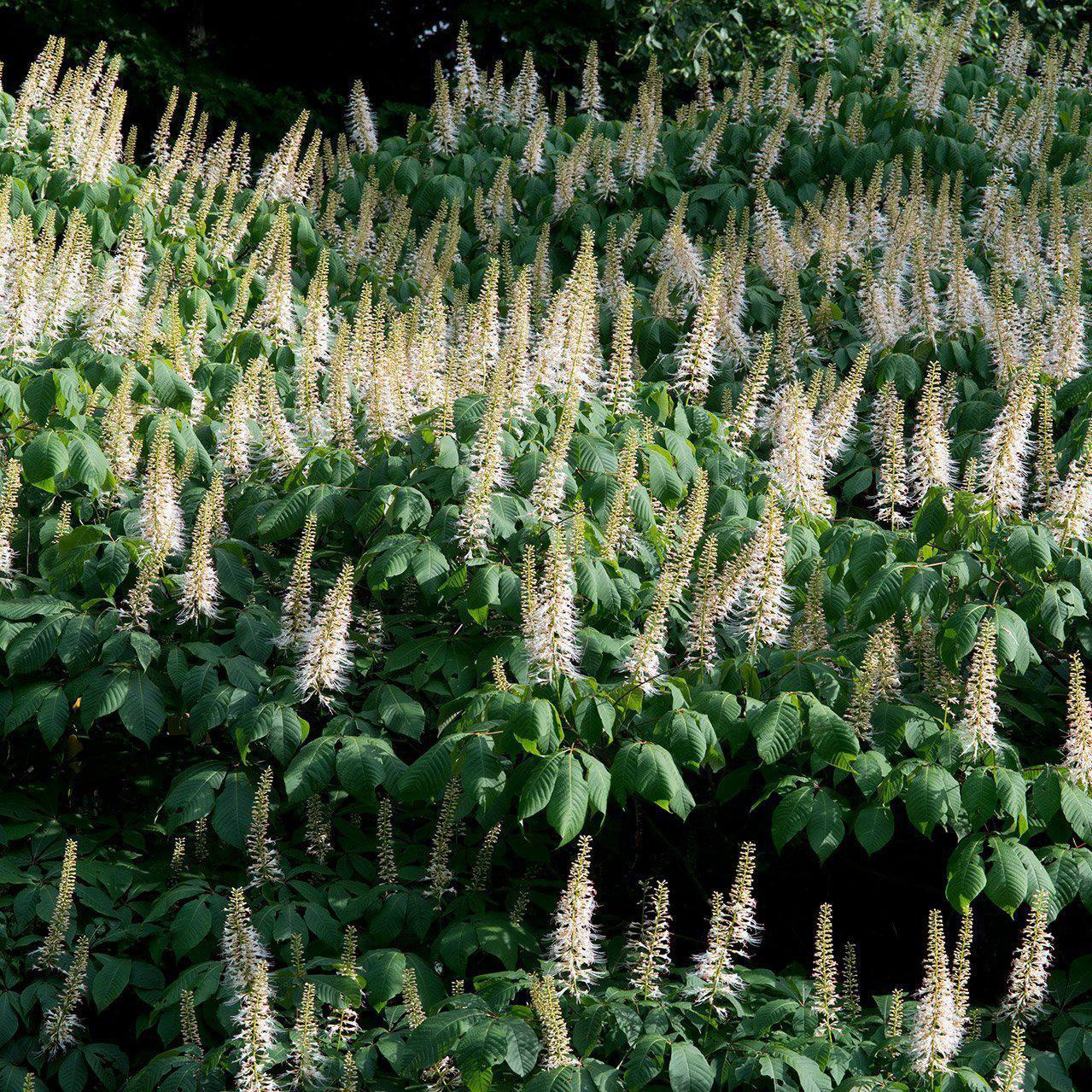 Buckeye, Buckeye Bottlebrush