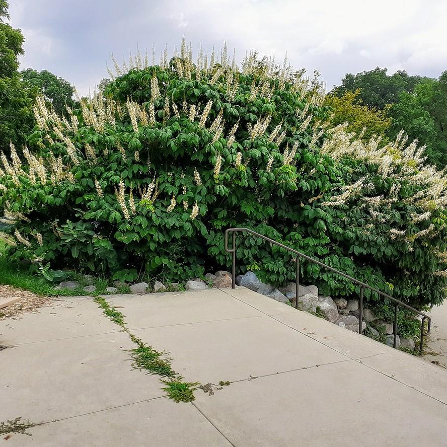Buckeye, Buckeye Bottlebrush - Image 2