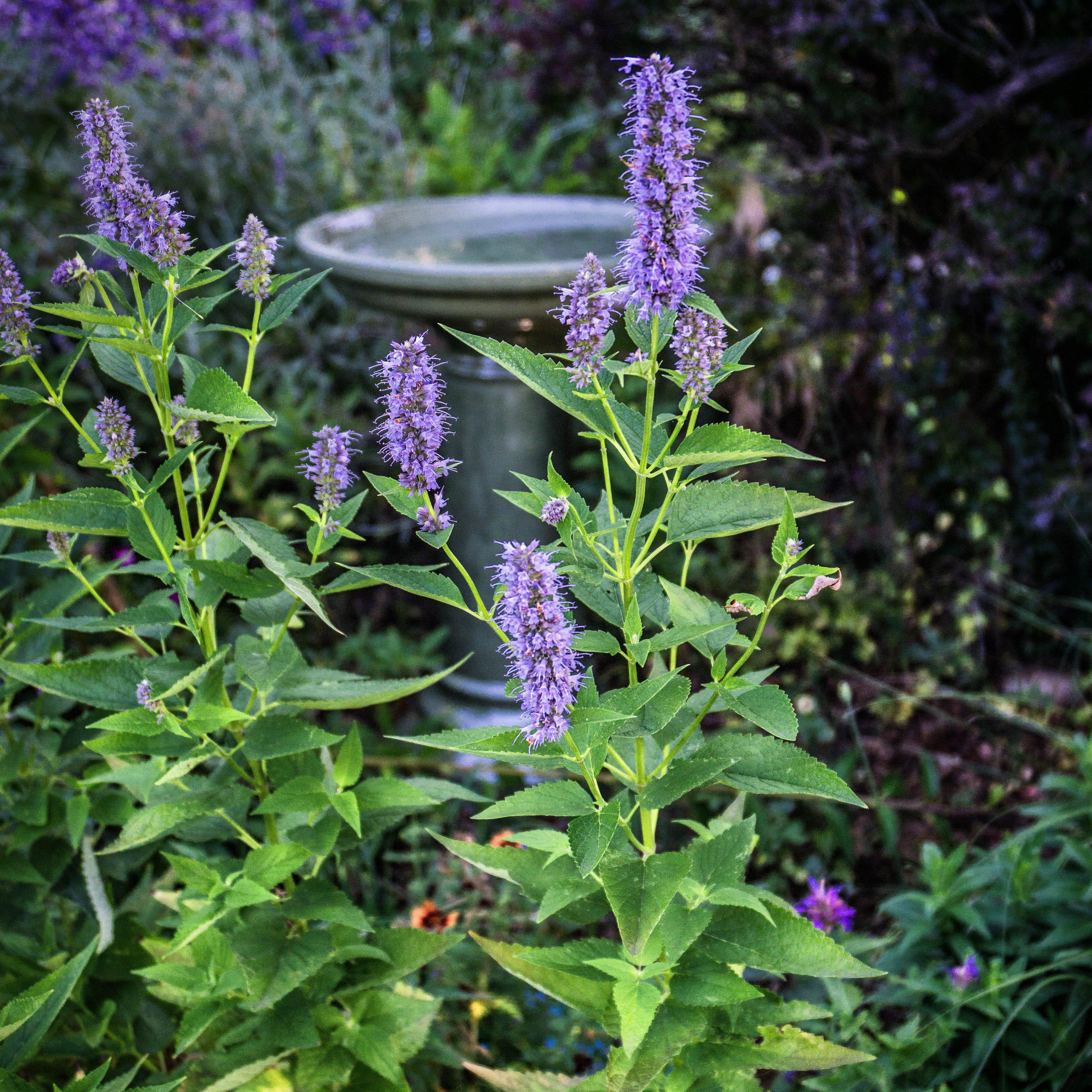 Hyssop, Black Adder Giant Hyssop - Image 2