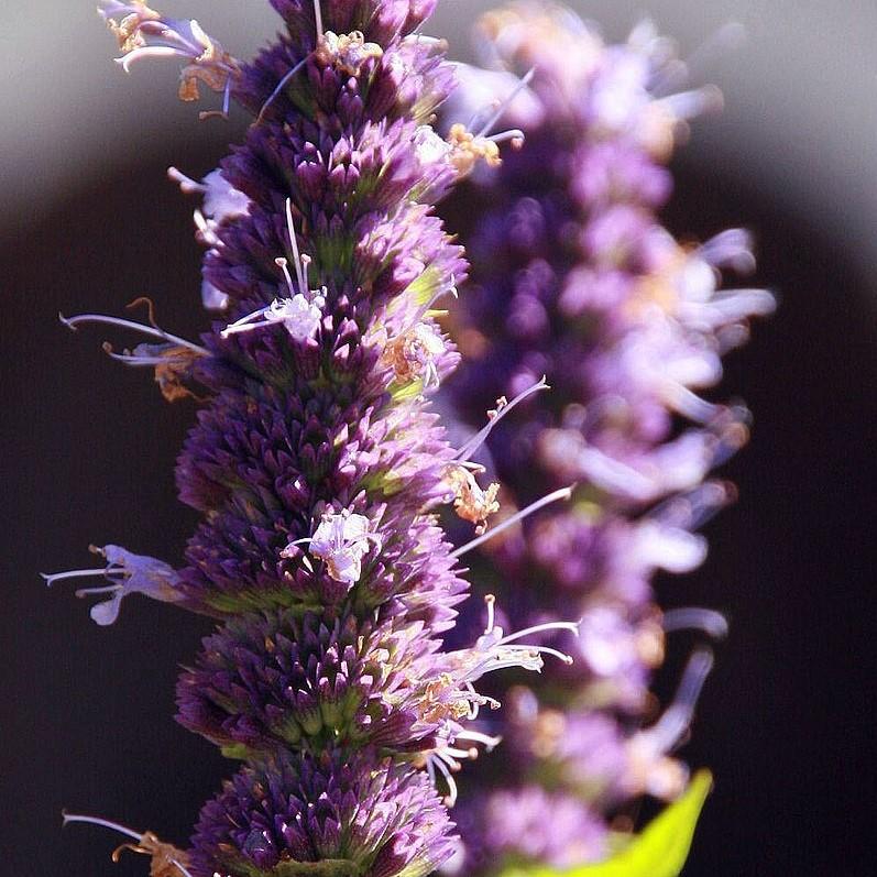 Hyssop, Black Adder Giant Hyssop - Image 3