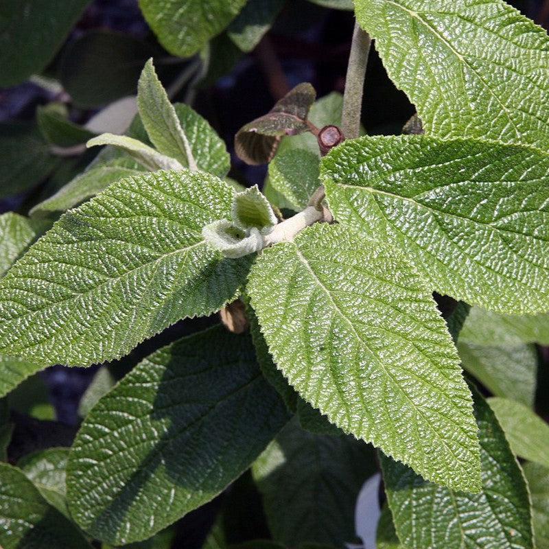 Viburnum, Allegheny Viburnum - Image 3