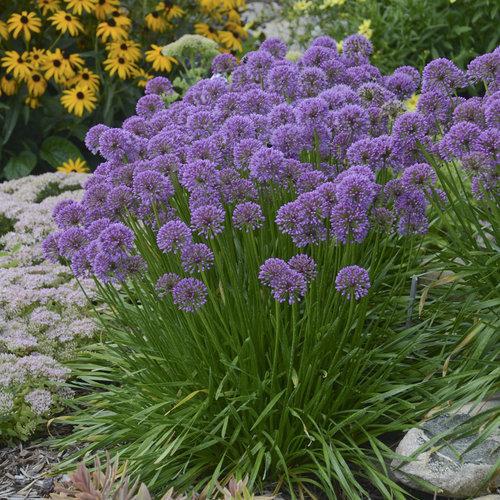 Allium, Millenium Ornamental Onion - Image 3