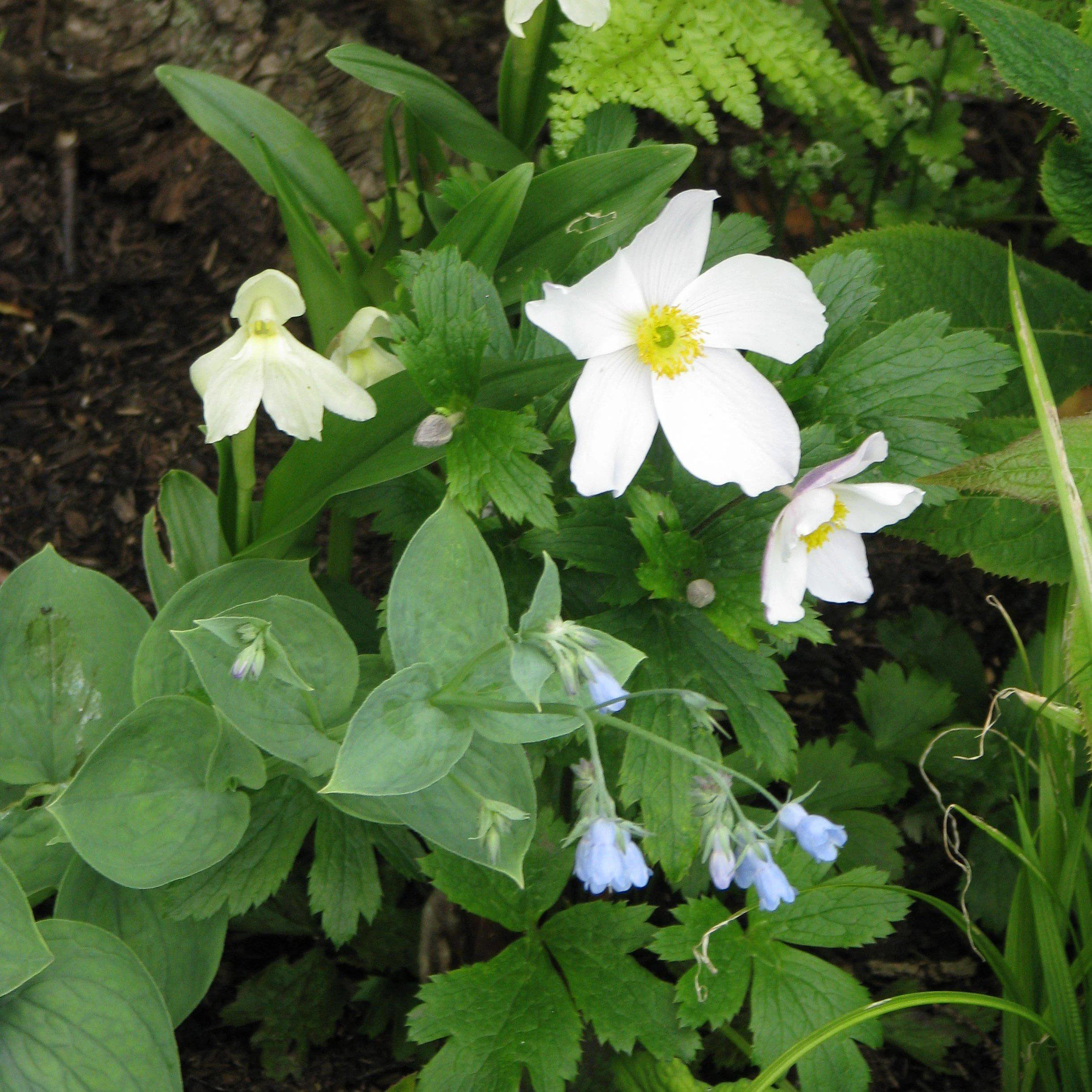 Anemone, Wild Swan™ Anemone - Image 3
