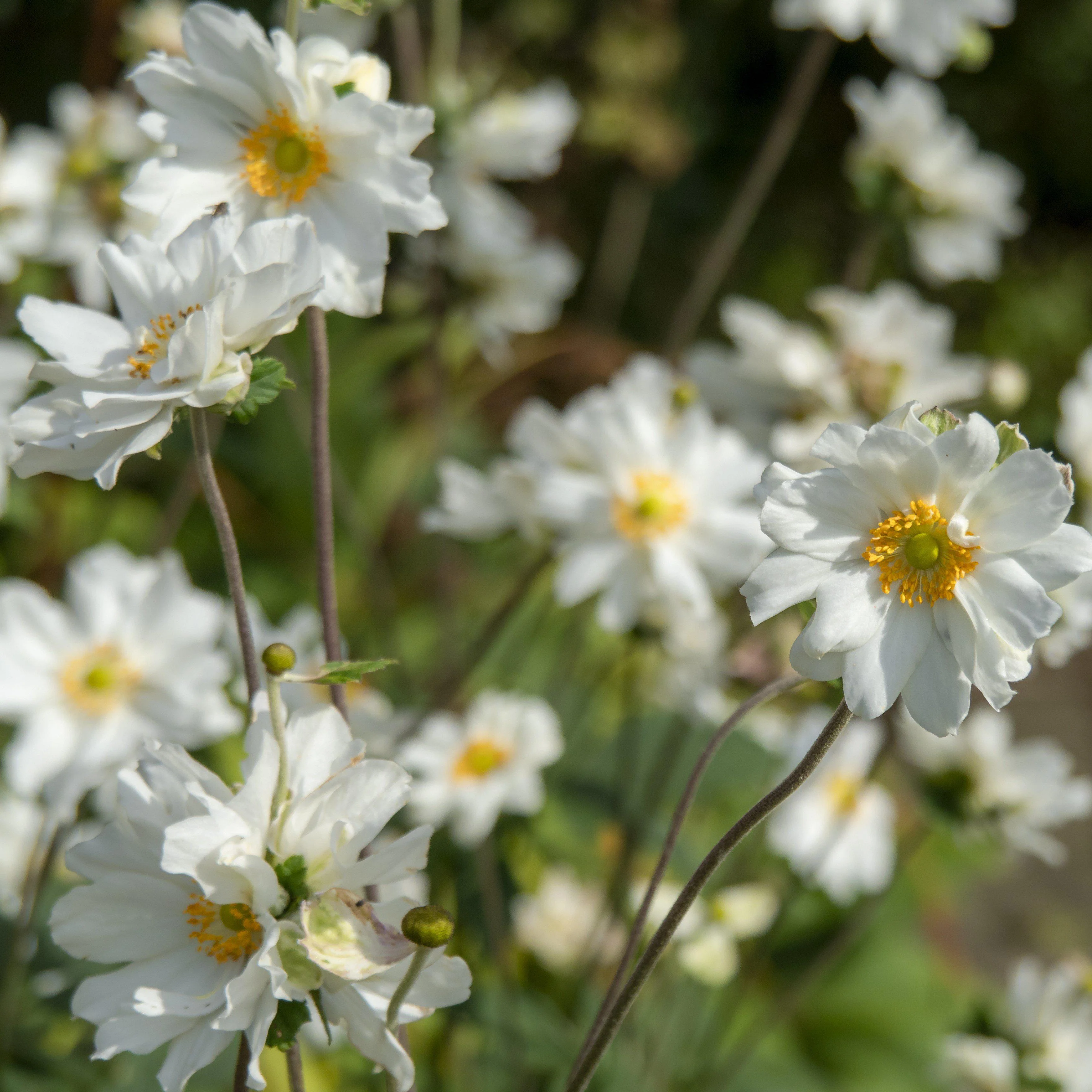 Anemone, Whirlwind Anemone - Image 2