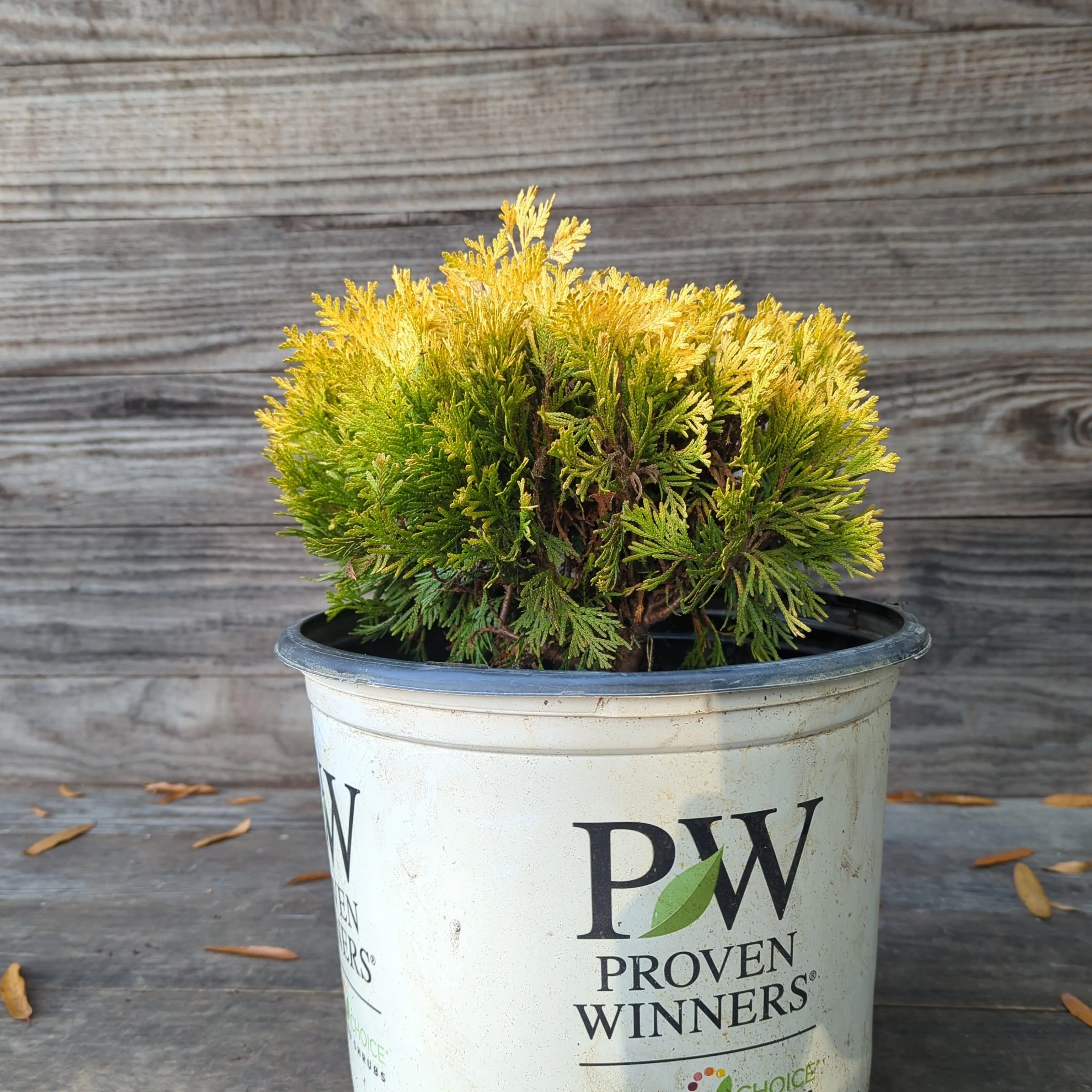 Arborvitae, Anna's Magic Ball® Arborvitae - Image 5