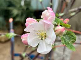 Apple, Fuji, 7 gal (5-7 ft) - Image 3