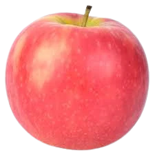 Apple, Pink Lady, 7 gal. (5-7 ft) - Image 2