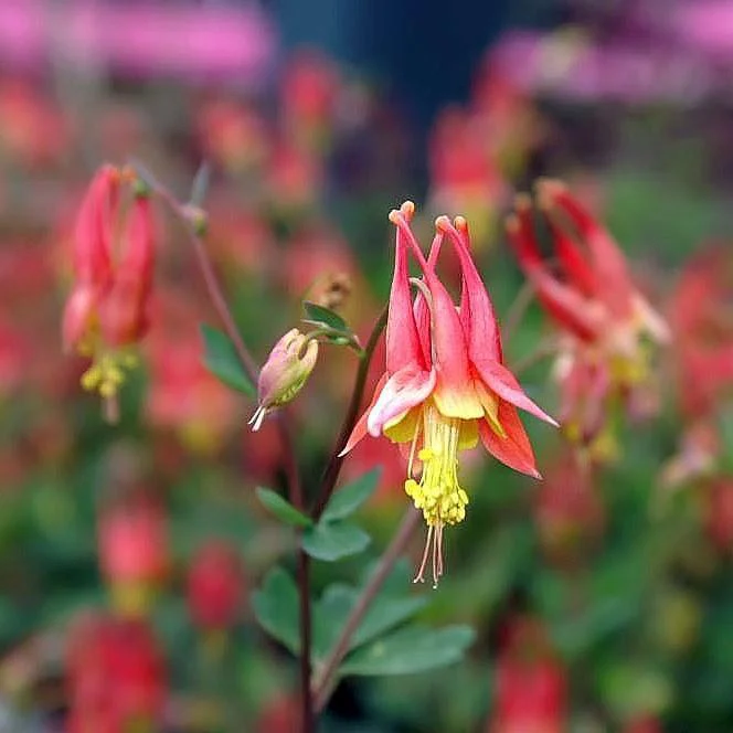 Columbine, Little Lanterns Columbine - Image 2