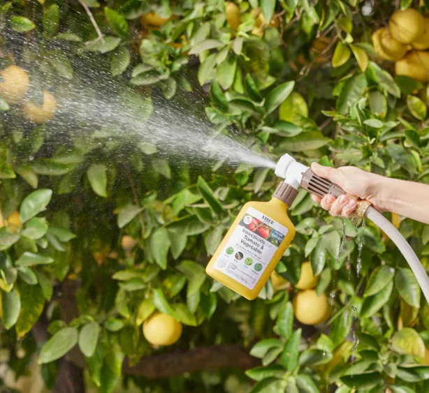Arber Organic Insecticide for Tomato & Vegetable, 16oz Ready-To-Spray Hose End - Image 3