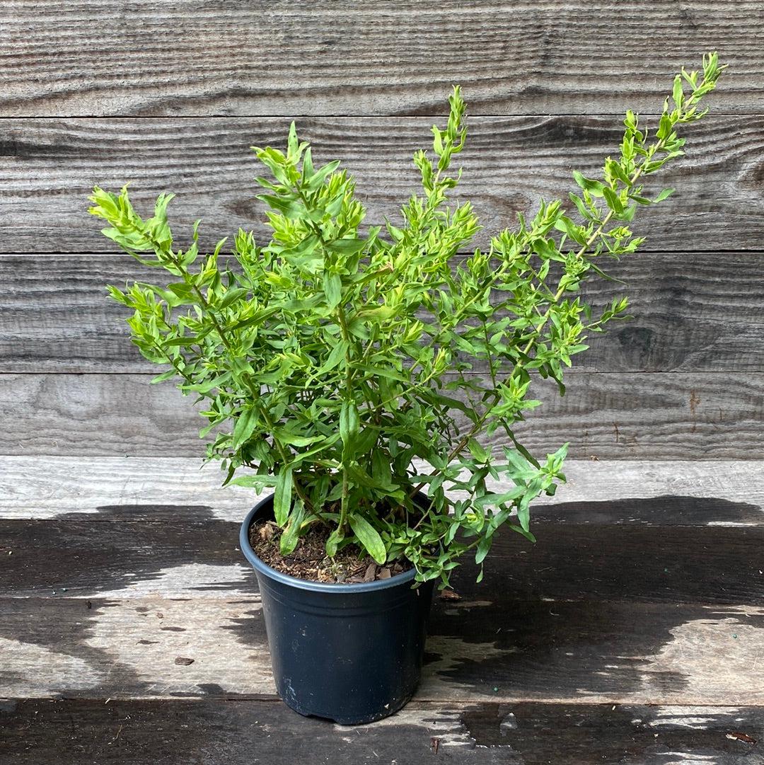 Aster, Raydon's Favorite Aromatic Aster - Image 10