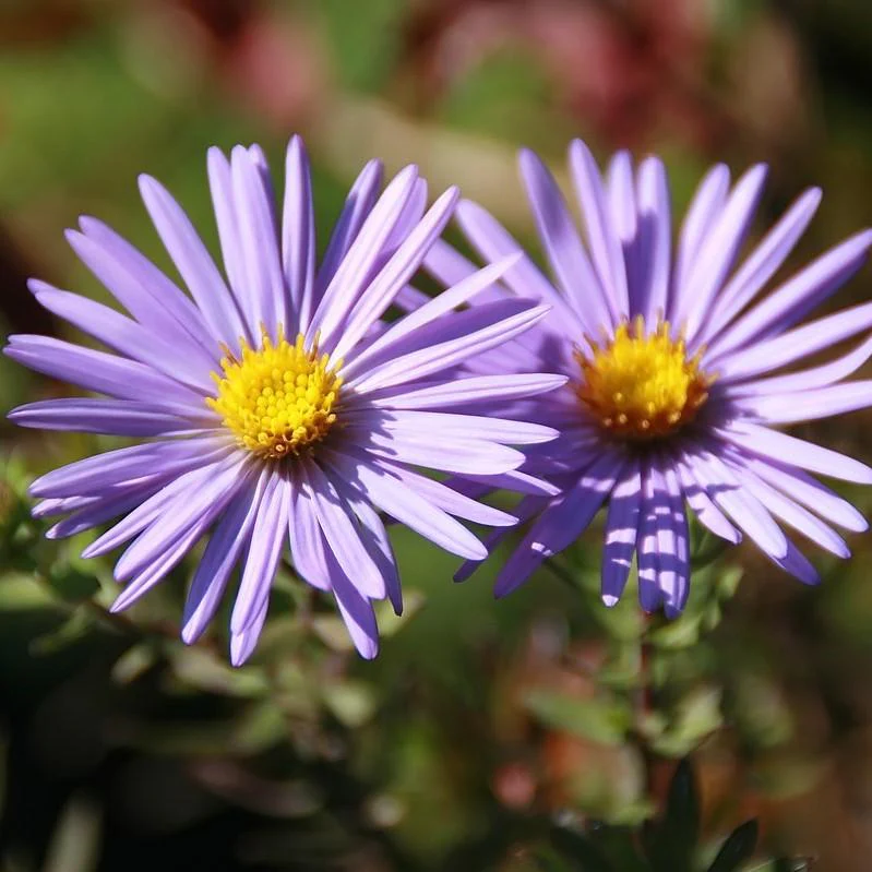 Aster, Raydon's Favorite Aromatic Aster - Image 3