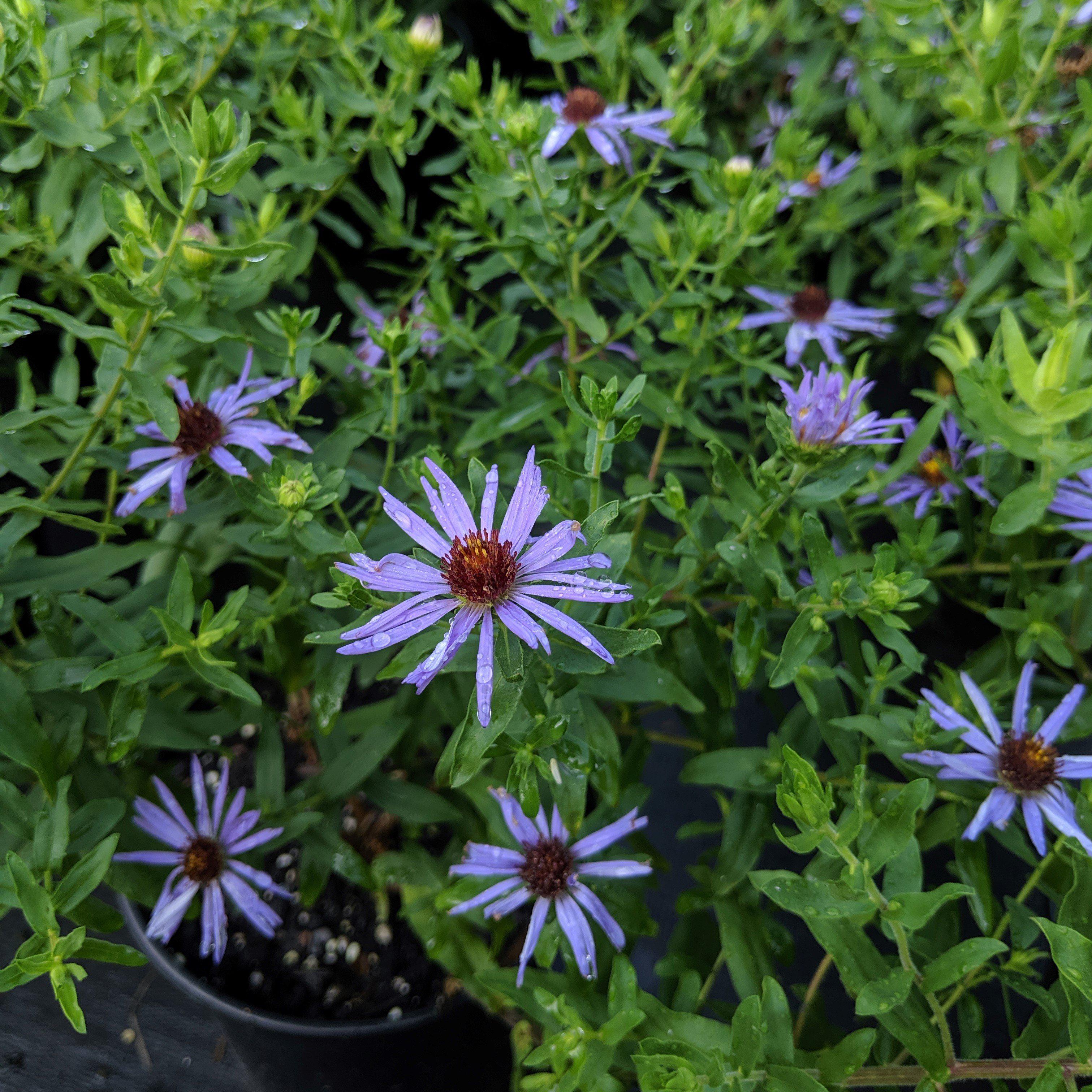 Aster, Raydon's Favorite Aromatic Aster - Image 4