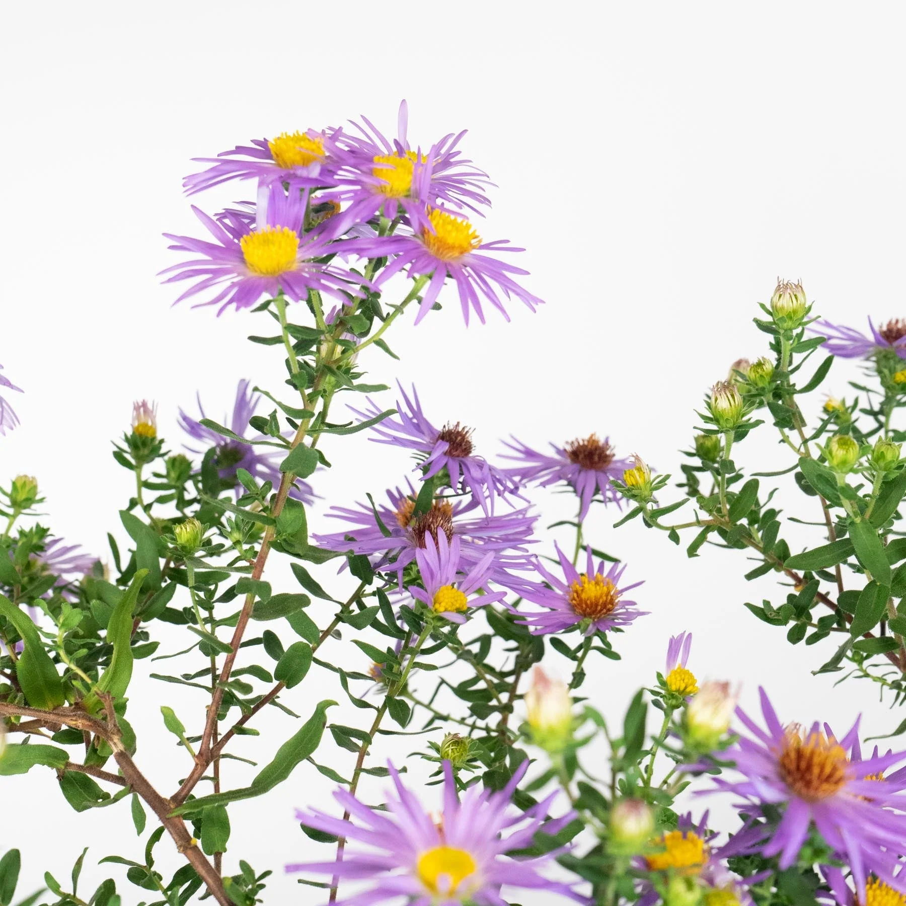 Aster, Raydon's Favorite Aromatic Aster - Image 5
