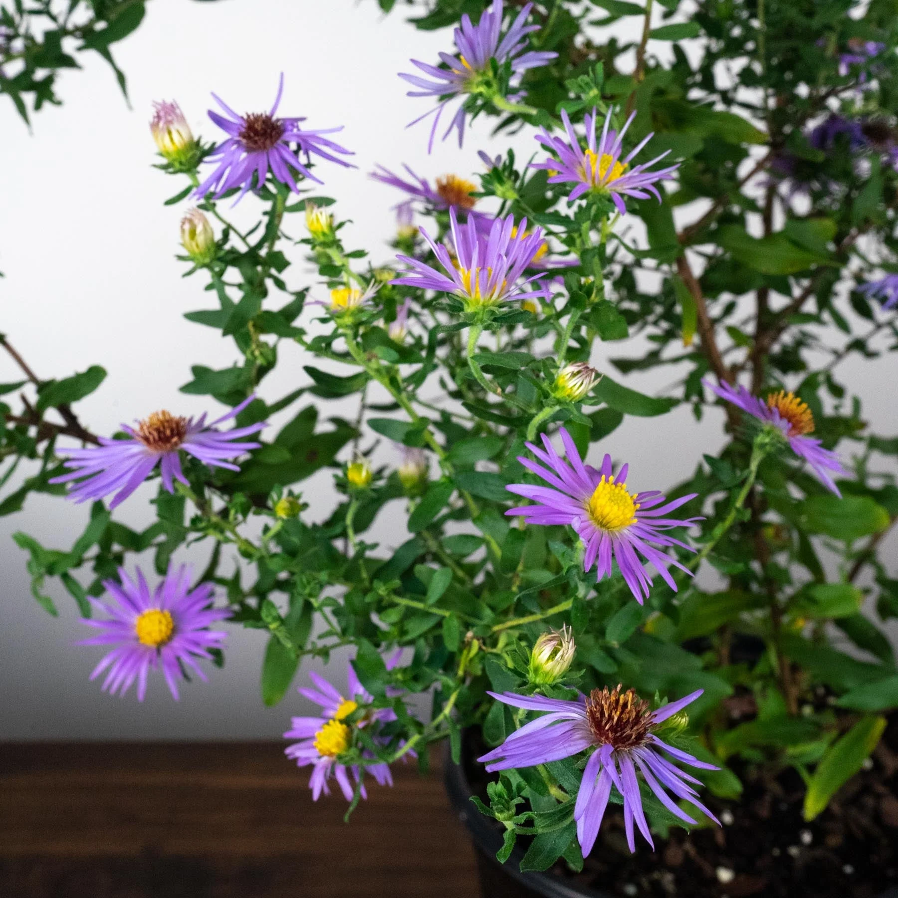 Aster, Raydon's Favorite Aromatic Aster - Image 6