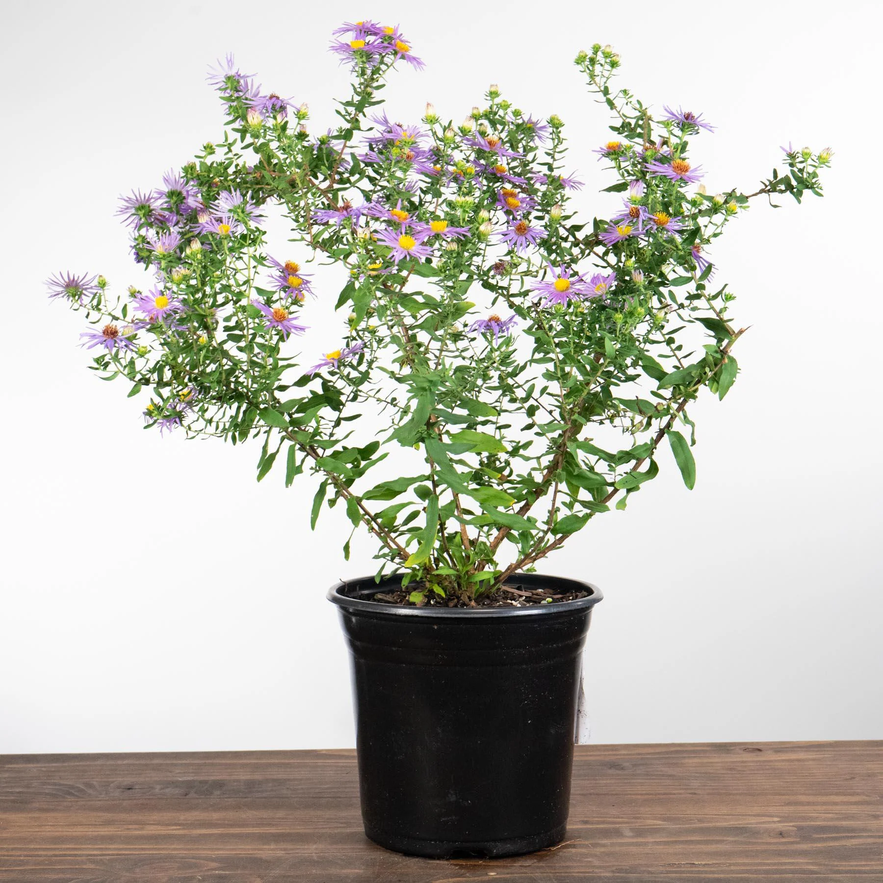 Aster, Raydon's Favorite Aromatic Aster - Image 7