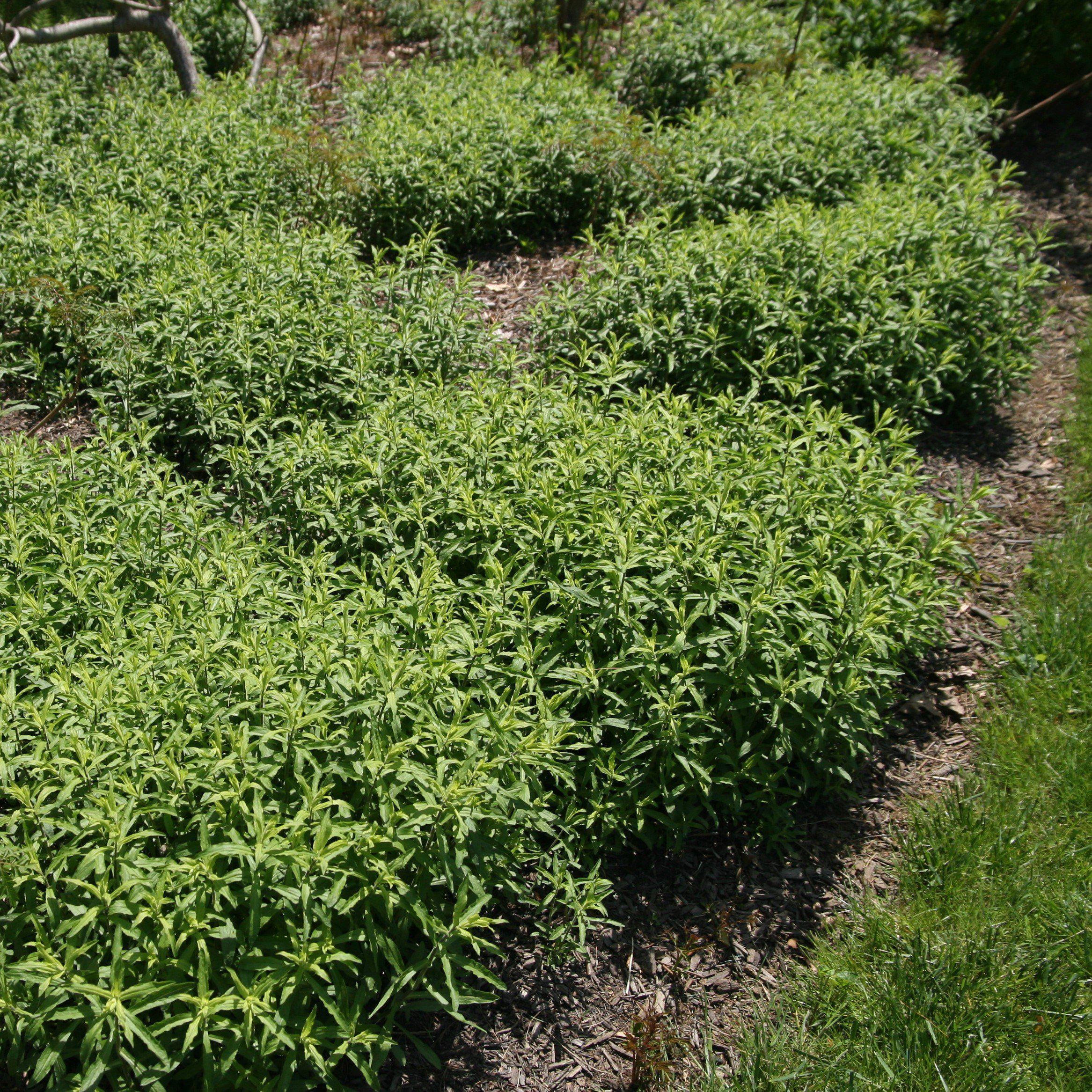 Aster, Raydon's Favorite Aromatic Aster - Image 8
