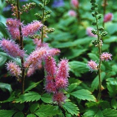 Astilbe, Pumila Chinese Astilbe - Image 4