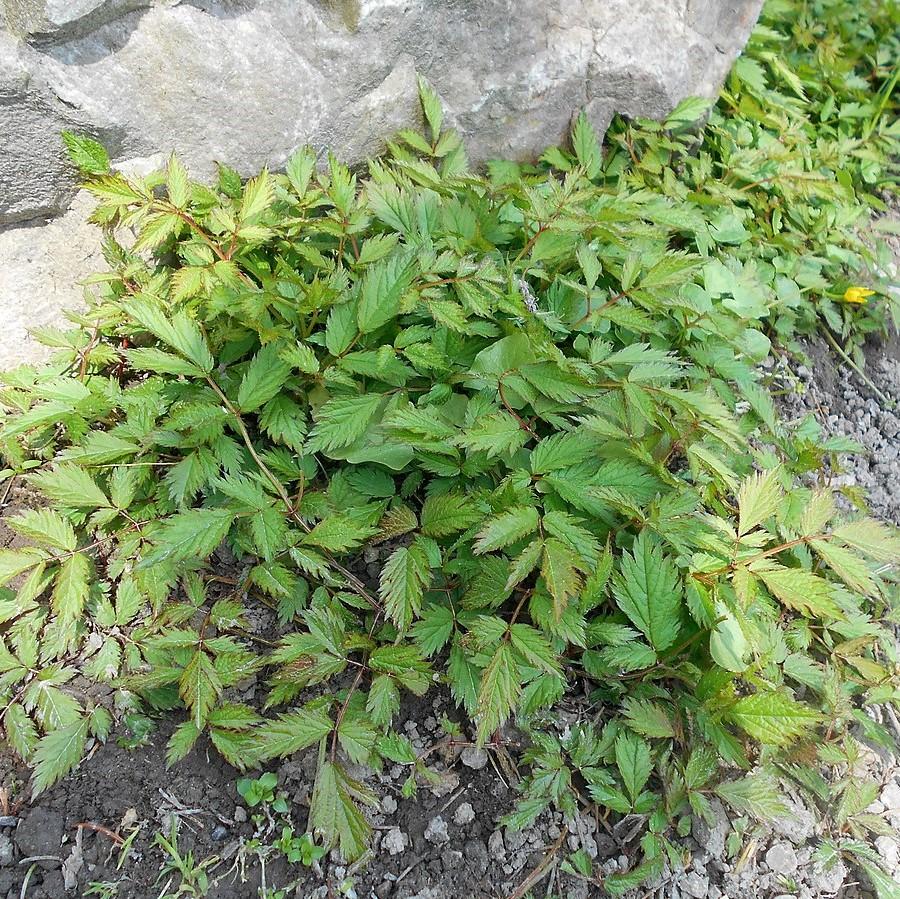 Astilbe, Pumila Chinese Astilbe - Image 5