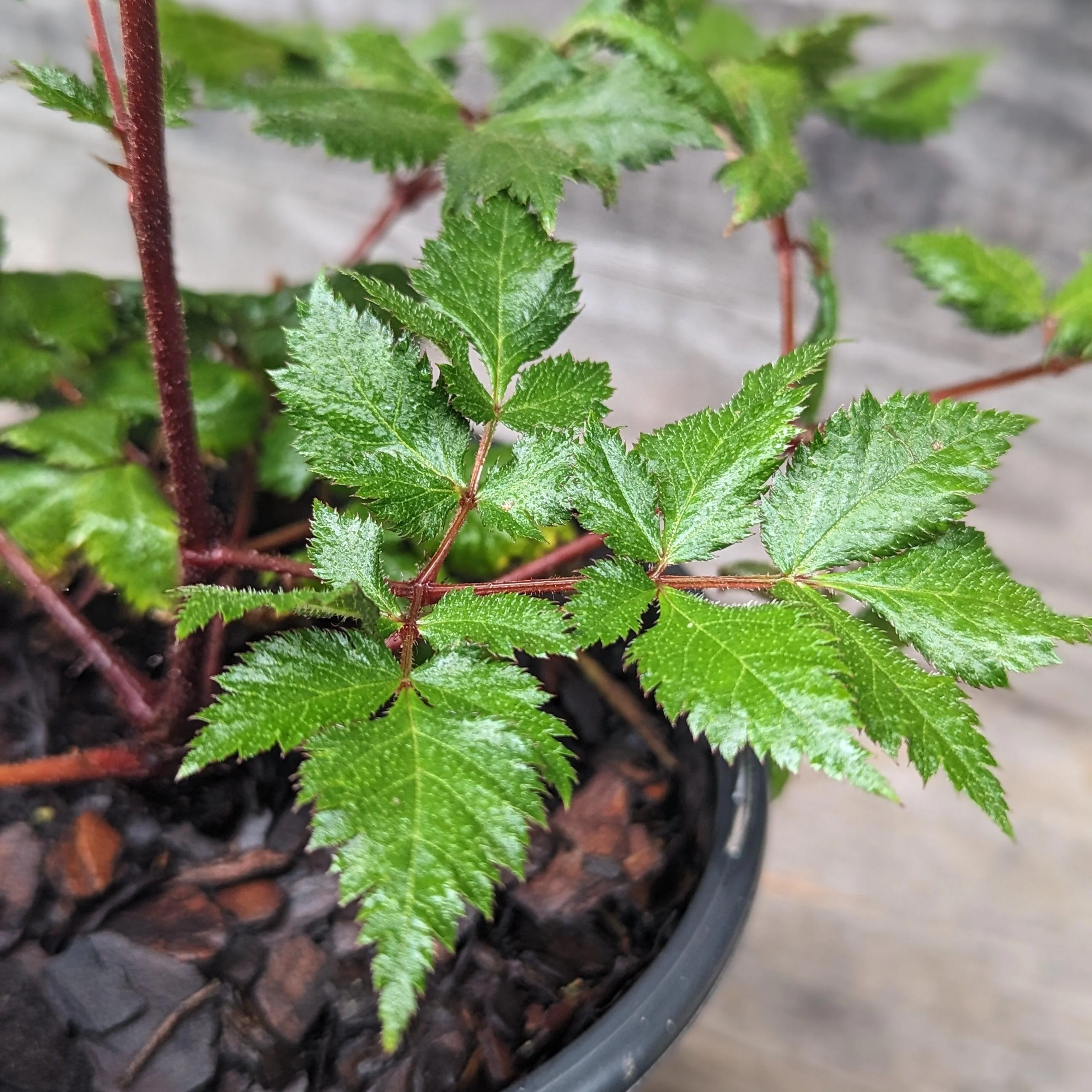 Astilbe, Vision in Red Chinese Astilbe - Image 4