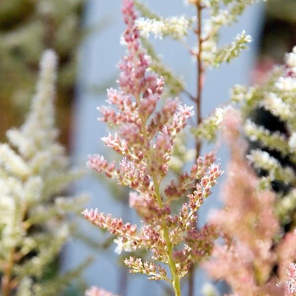Astilbe, Rheinland Japanese Astilbe - Image 4