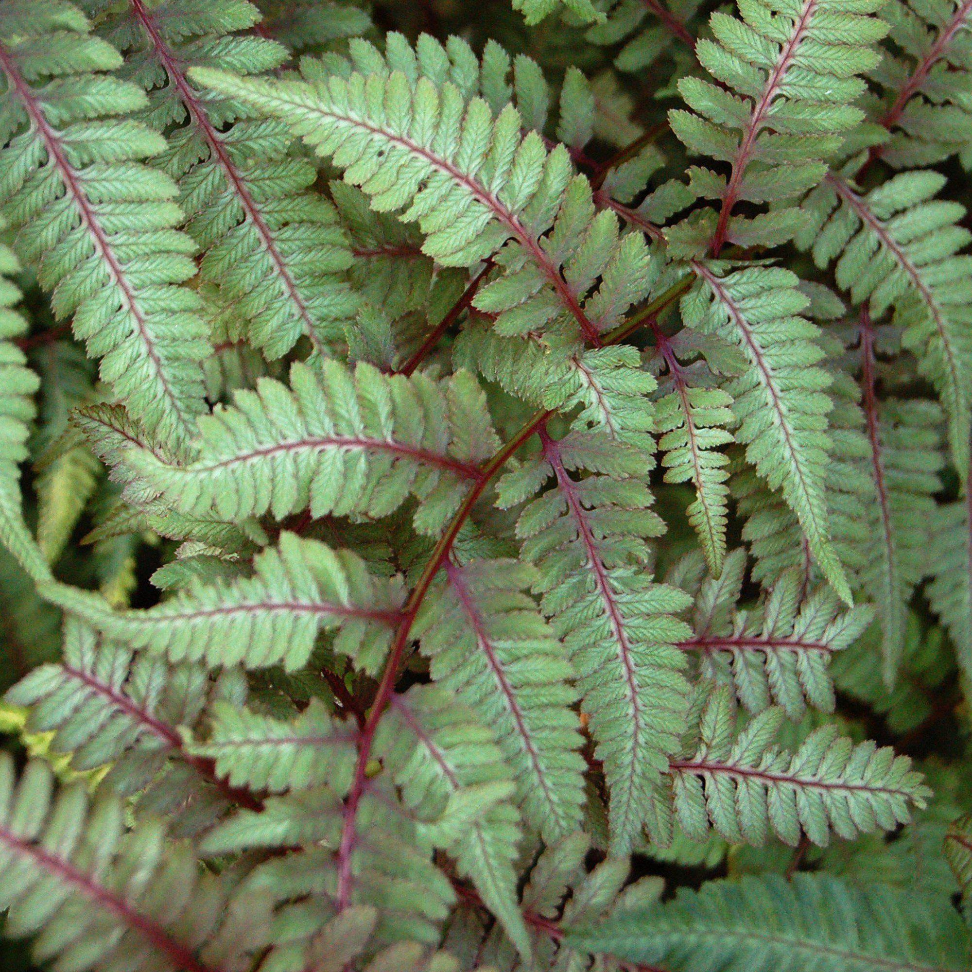 Fern, Japanese Painted Fern - Image 3