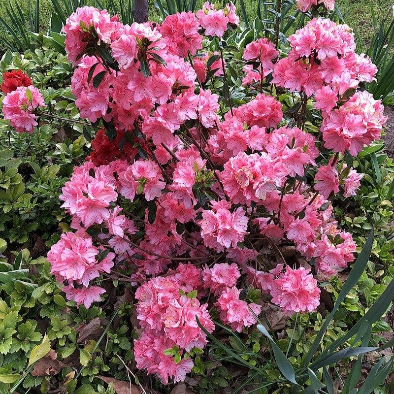 Azalea, Blaauw's Pink Azalea - Image 3