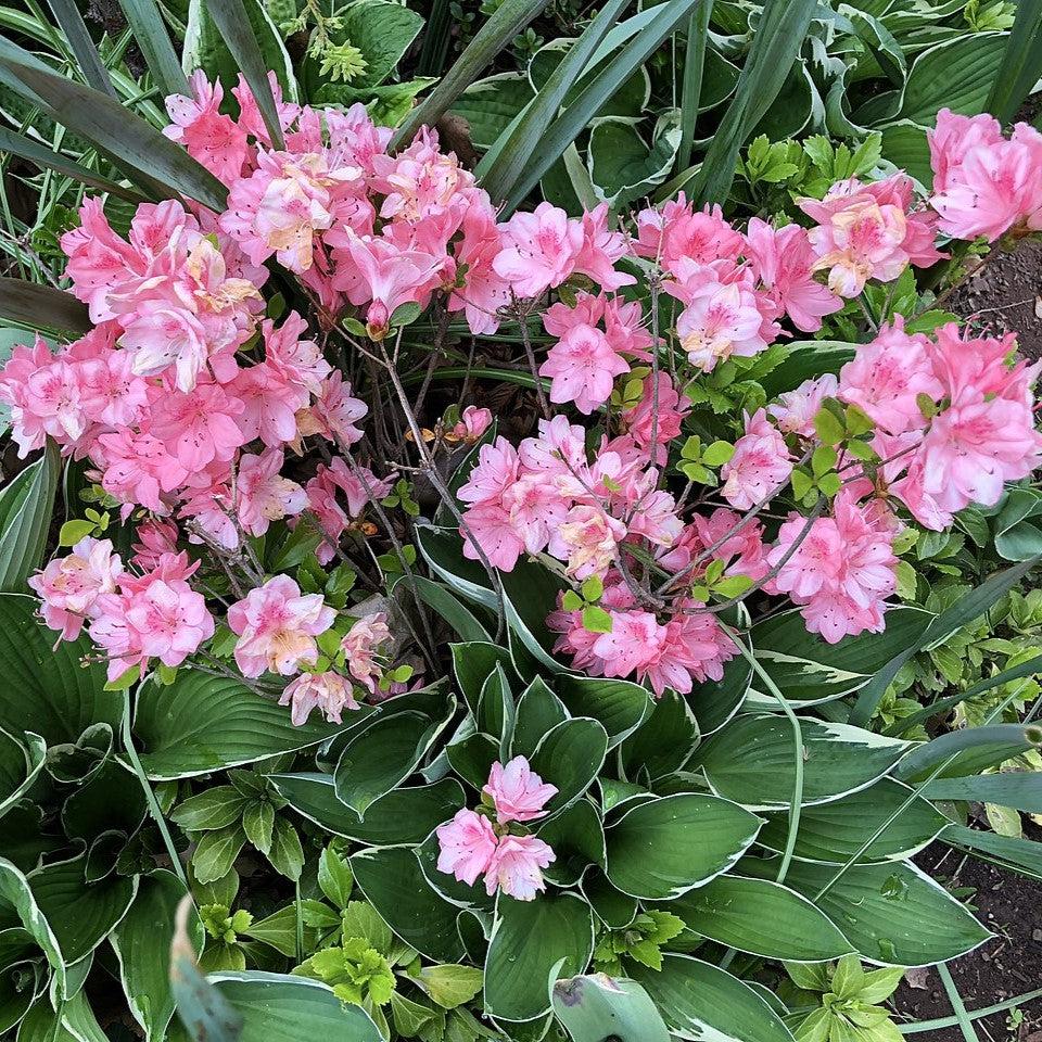 Azalea, Blaauw's Pink Azalea - Image 4