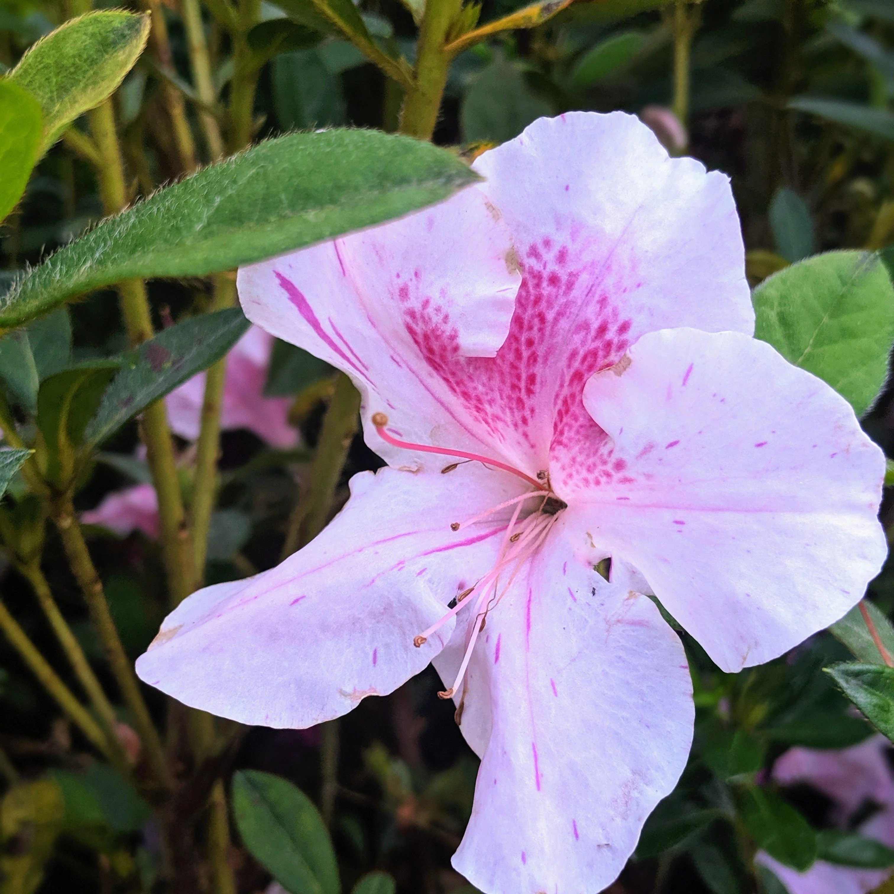 Azalea, Encore Autumn Twist Azalea - Image 3
