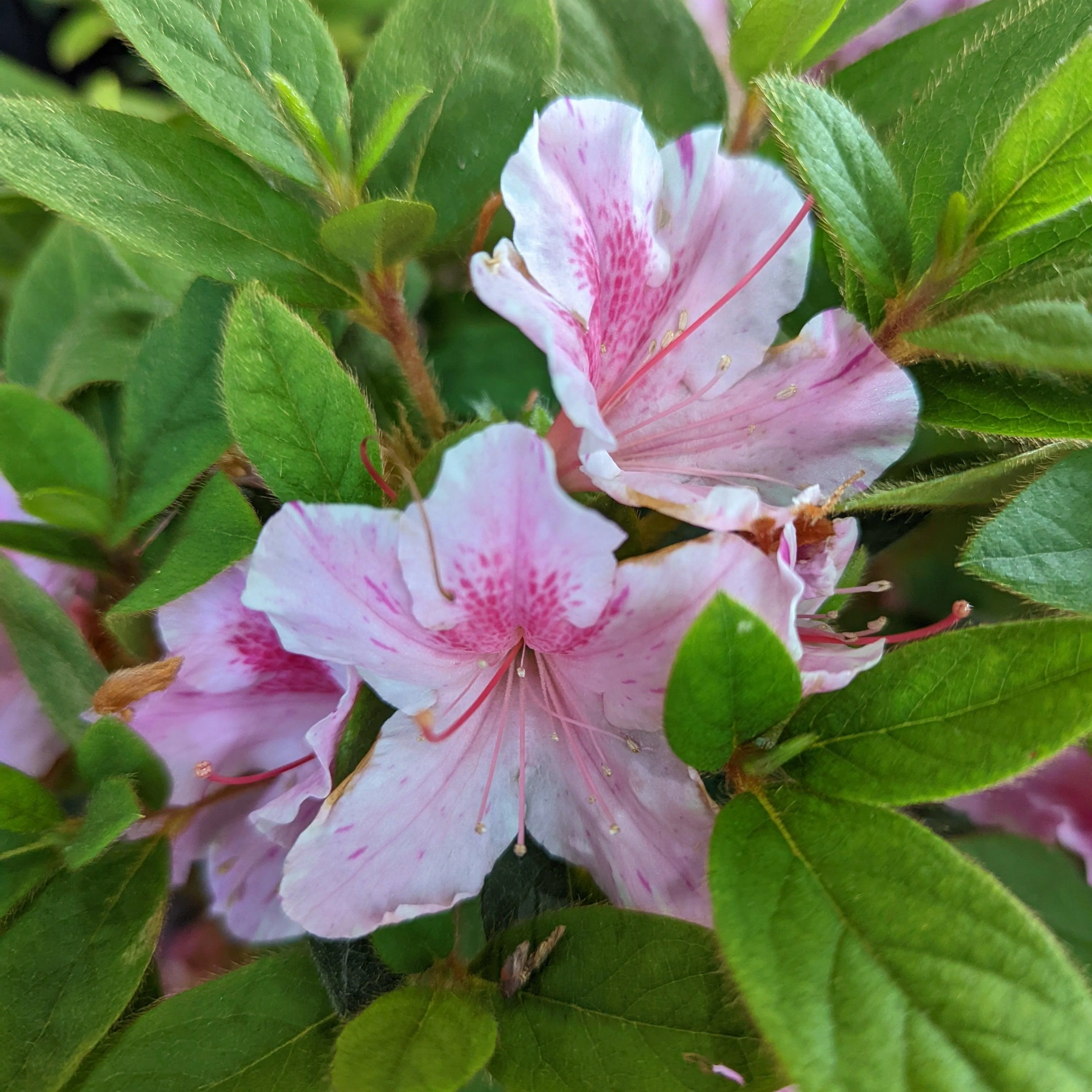 Azalea, Encore Autumn Twist Azalea - Image 4