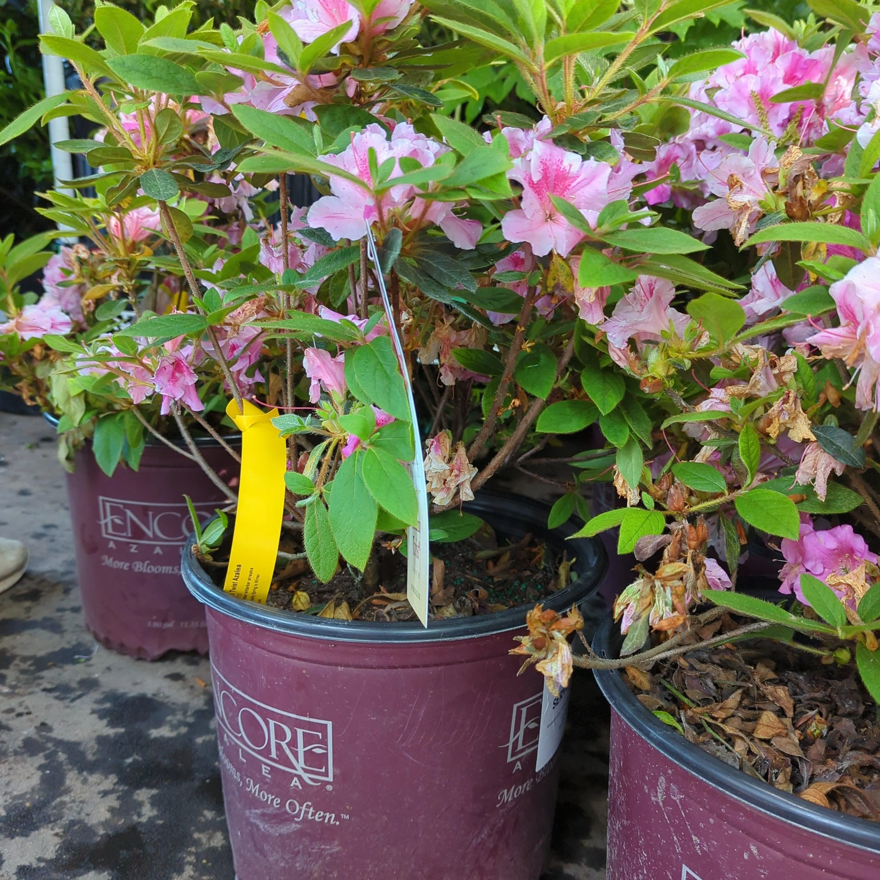 Azalea, Encore Autumn Twist Azalea - Image 5