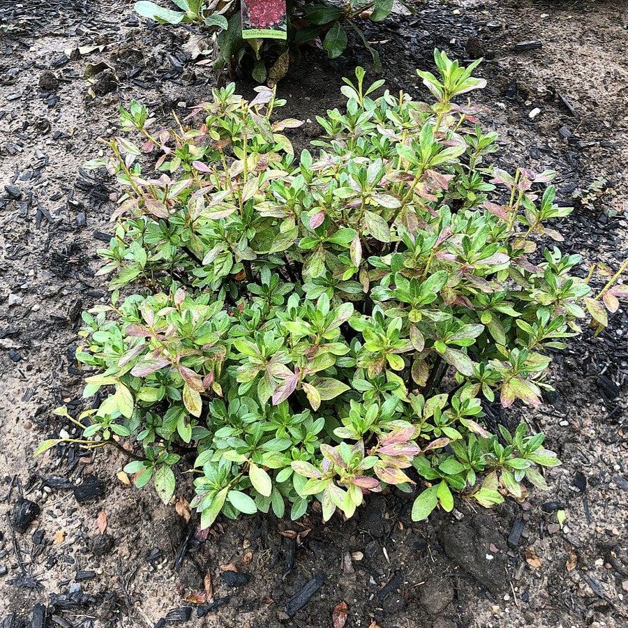 Azalea, Girard's Fuchsia Azalea - Image 4