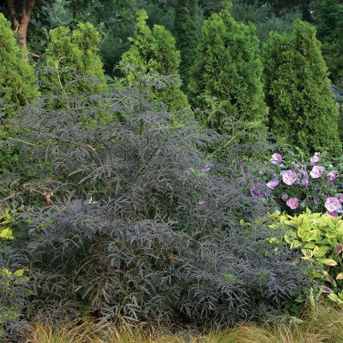 Sambucus nigra 'Eva' - Black Lace® Elderberry - Image 3