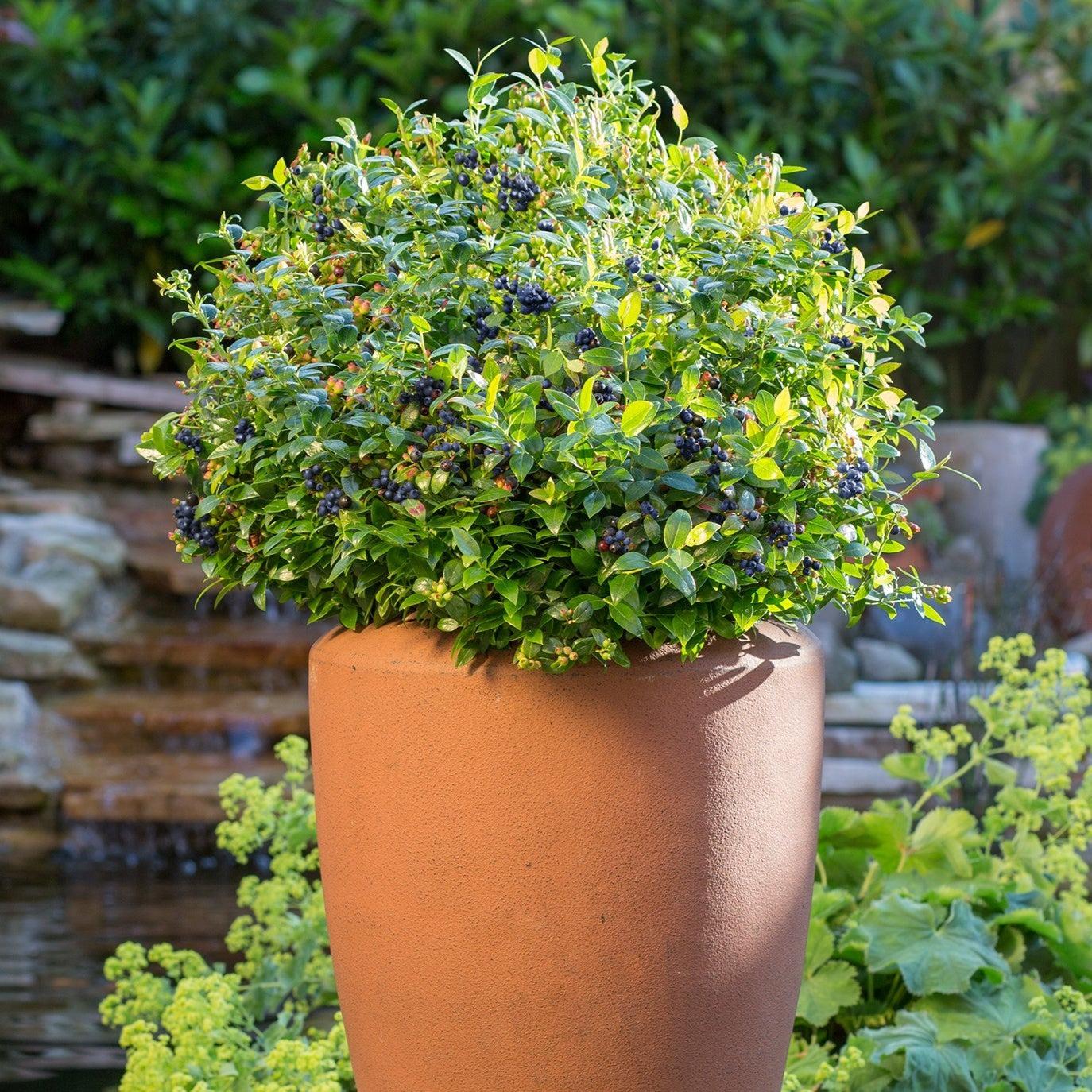 Vaccinium corymbosum hybrid 'ZF08-095' PP 25,467 - Bushel and Berry® BerryBux® Blueberry - Image 3
