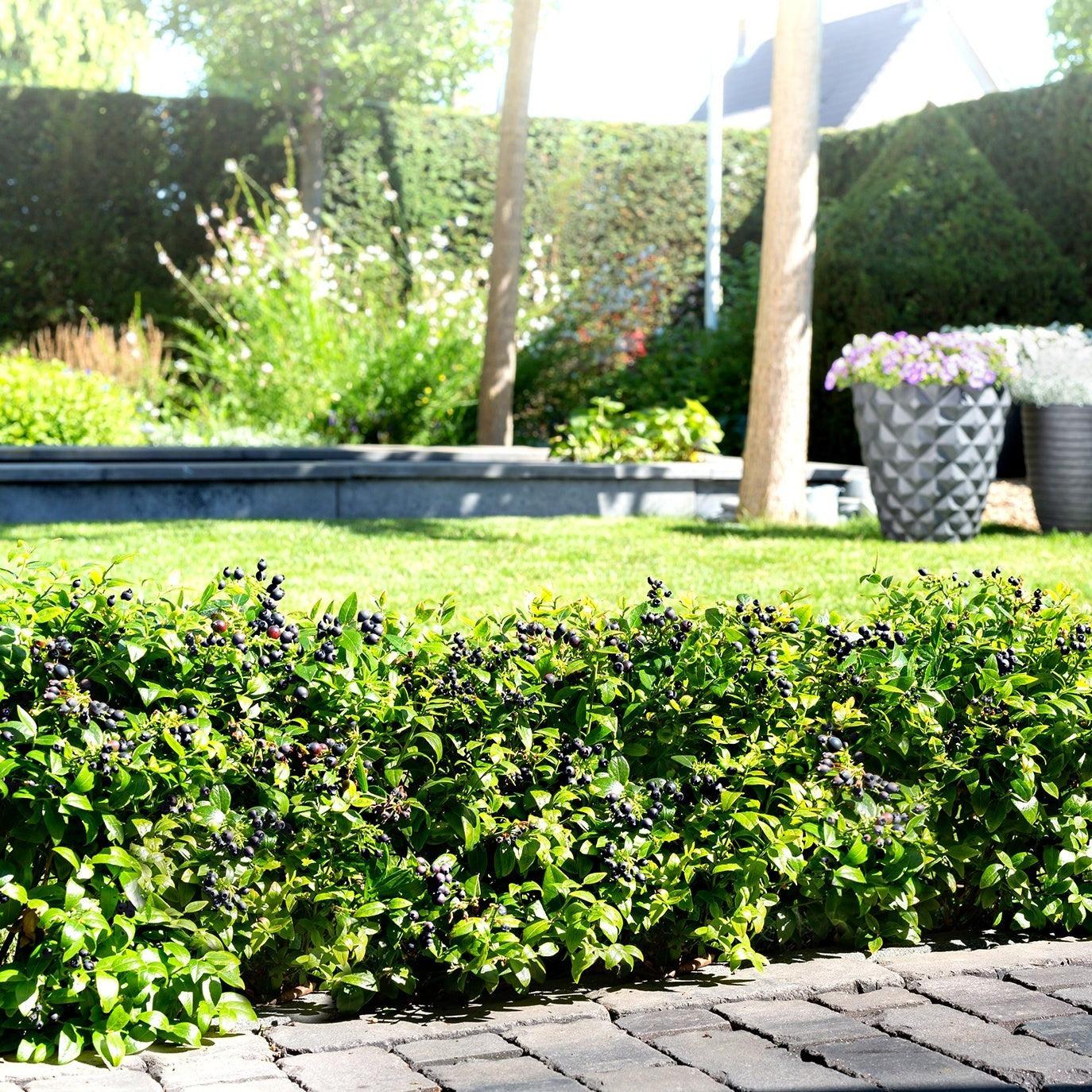 Vaccinium corymbosum hybrid 'ZF08-095' PP 25,467 - Bushel and Berry® BerryBux® Blueberry - Image 4