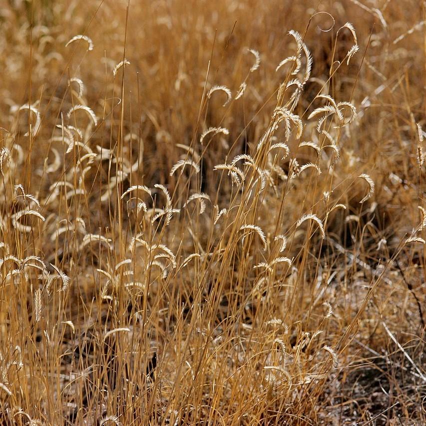 Grass, Blonde Ambition Blue Grama - Image 3