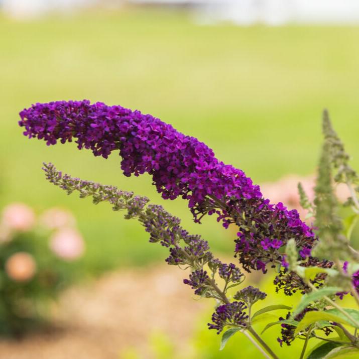 Butterfly Bush, First Editions® Groovy Grape™ Butterfly Bush - Image 3