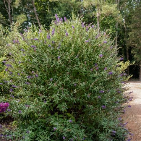 Butterfly Bush, First Editions® Psychedelic Sky™ Butterfly Bush - Image 2