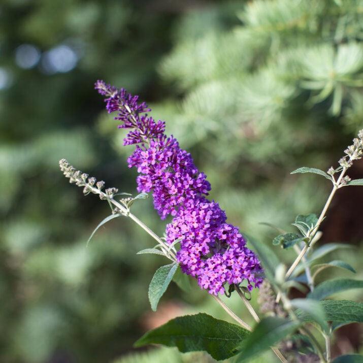 Butterfly Bush, First Editions® Psychedelic Sky™ Butterfly Bush - Image 4