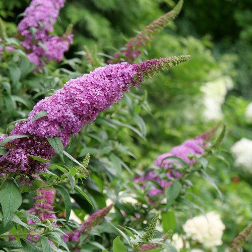 Butterfly Bush, Pugster Pinker® Dwarf Butterfly Bush - Image 2
