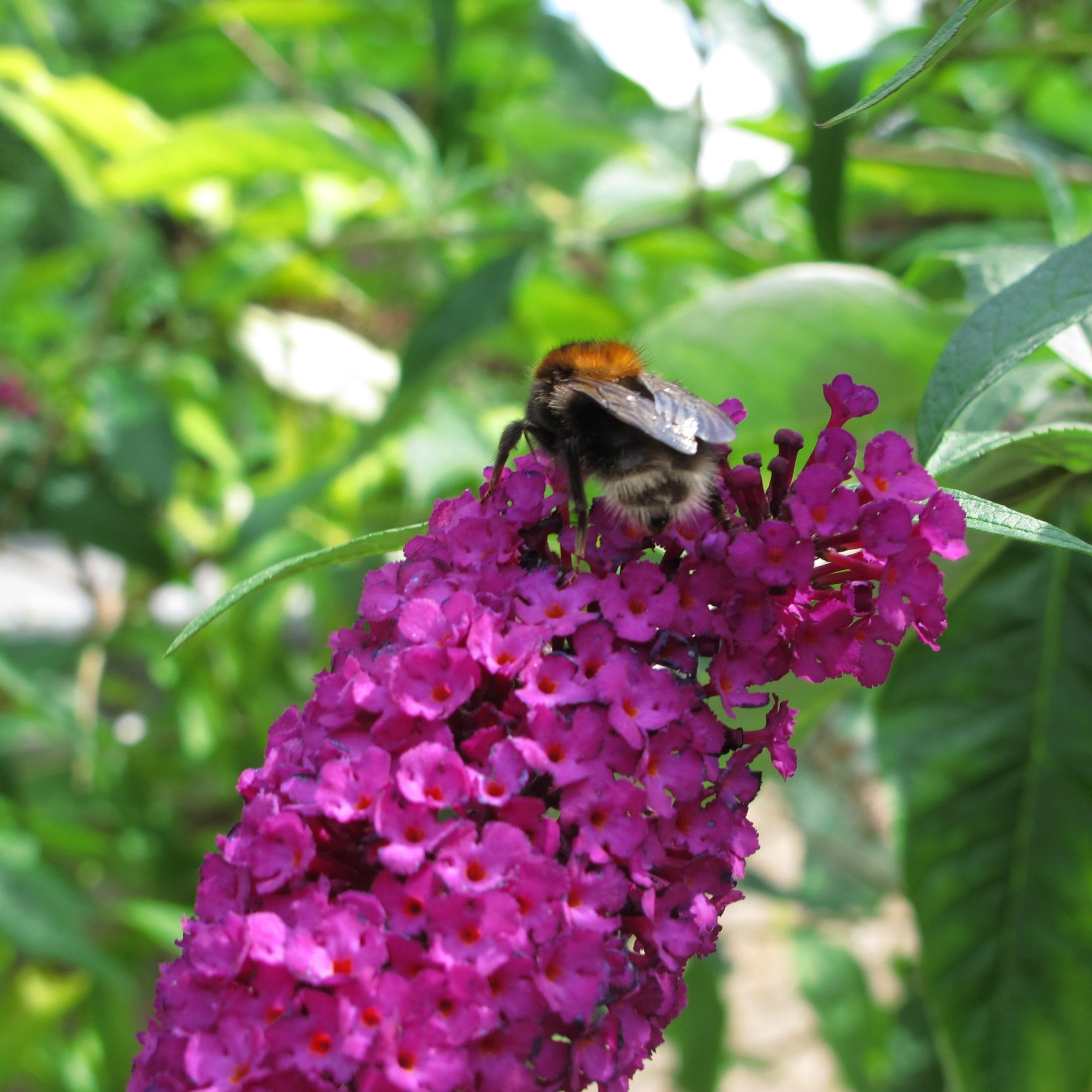 Butterfly Bush, Bloomin' Easy® Birthday Cake™ Butterfly Bush