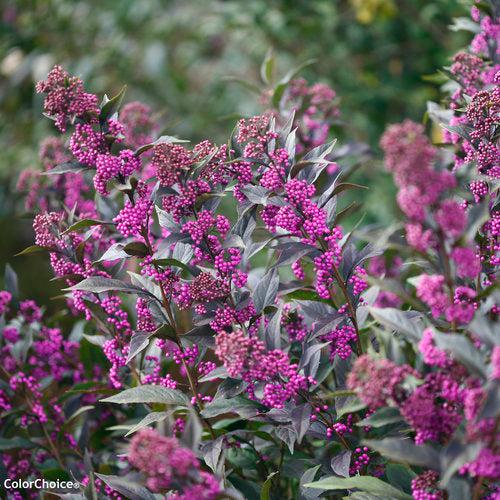 Beautyberry, Pearl Glam® Beautyberry - Image 2