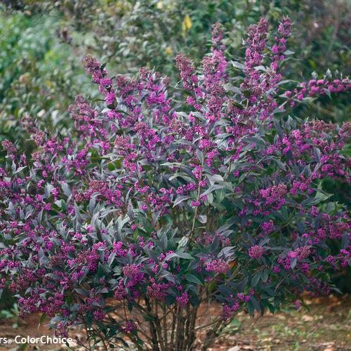 Beautyberry, Pearl Glam® Beautyberry - Image 3
