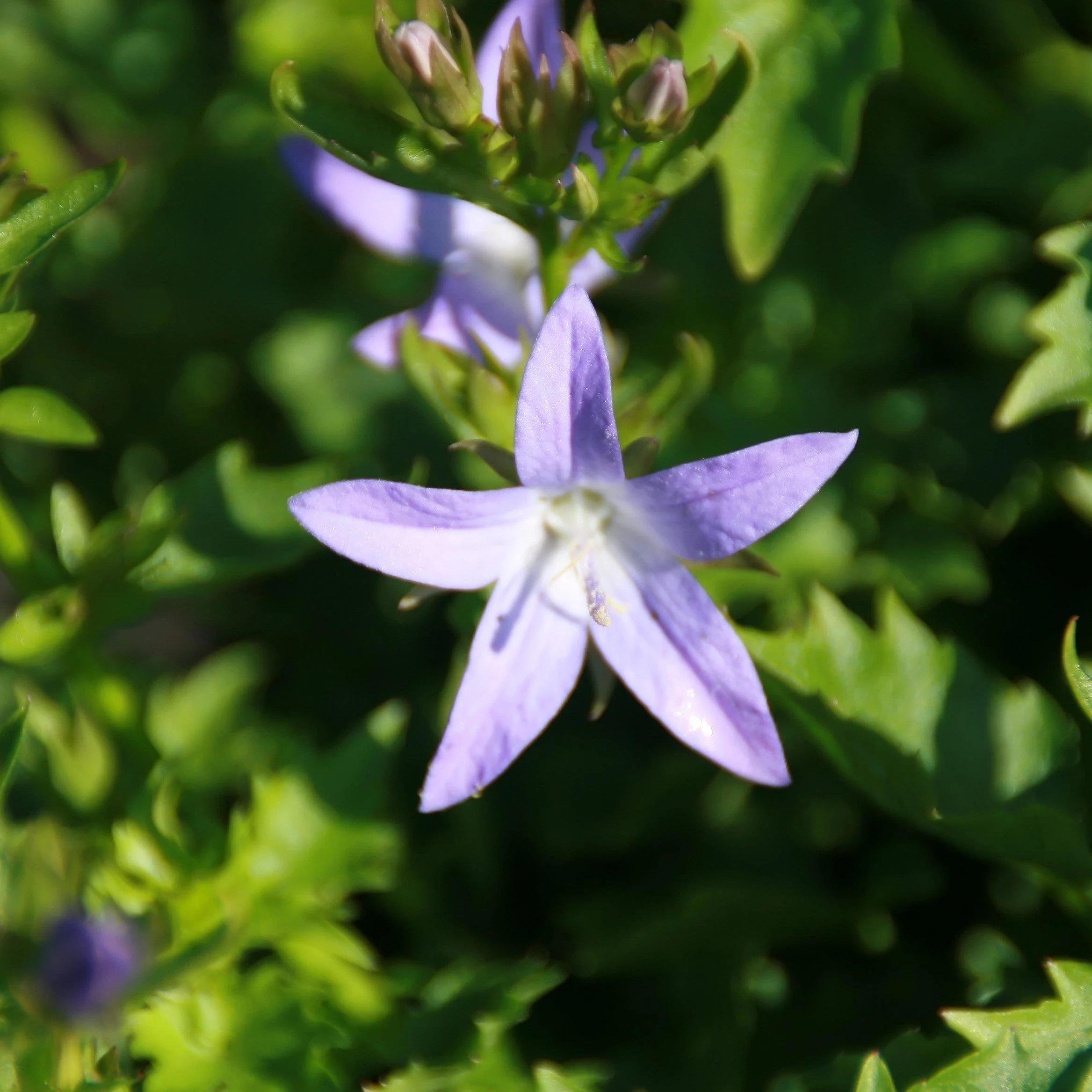 Bellflower, Blue Waterfall Bellflower - Image 2