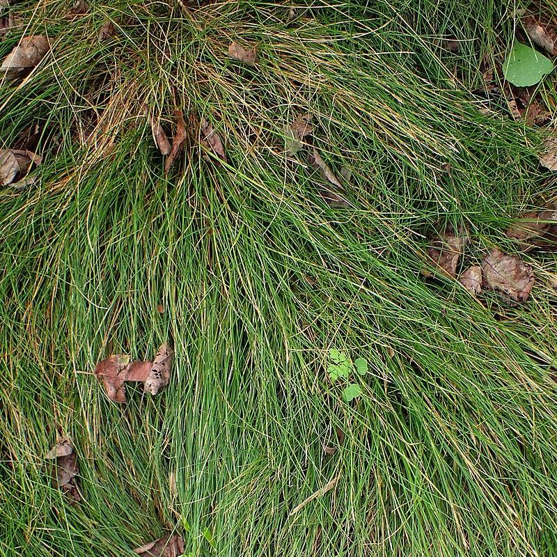 Sedge, Bristle-leafed Sedge - Image 2